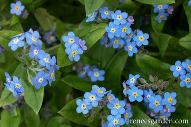 Forget-Me-Nots - Azure Bluebirds