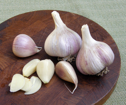 Seed Garlic - Musik Organic
