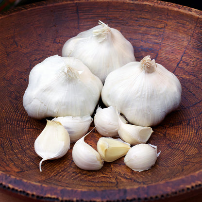 Seed Garlic - California Early