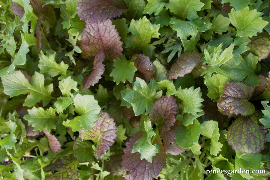 Signature Salads - California Spicy Greens