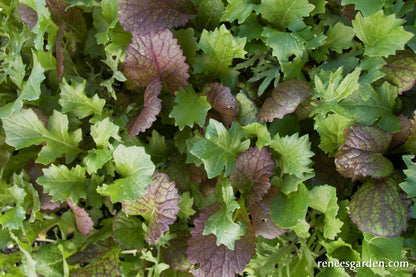 Signature Salads - California Spicy Greens