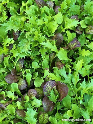 Signature Salads - California Spicy Greens