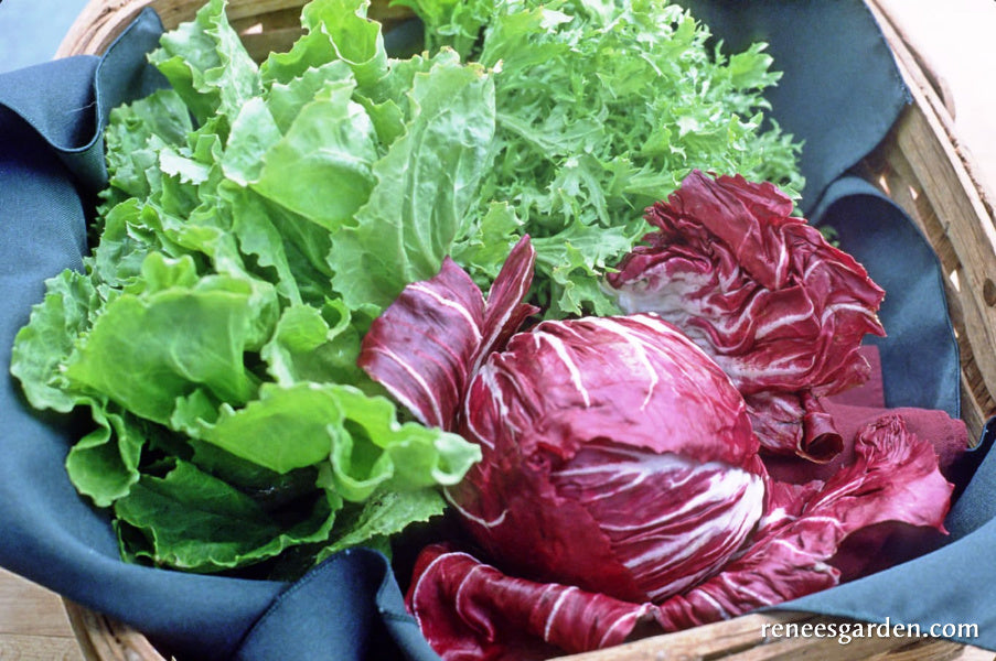 Signature Salads - Crispy Winter Greens