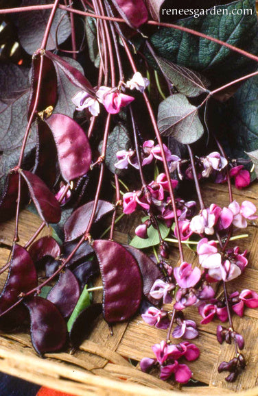 Heirloom Flowering Vine - Purple Hyacinth Bean
