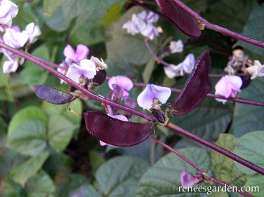 Heirloom Flowering Vine - Purple Hyacinth Bean