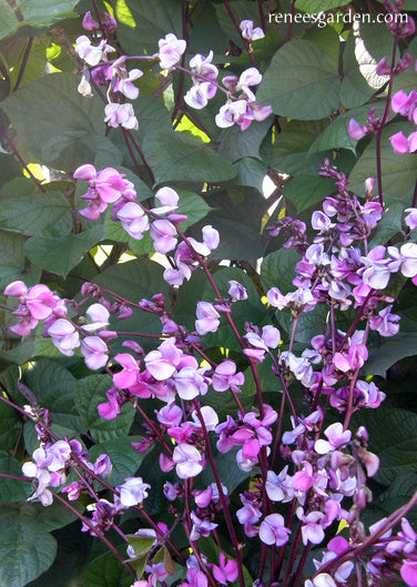 Heirloom Flowering Vine - Purple Hyacinth Bean