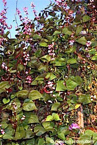 Heirloom Flowering Vine - Purple Hyacinth Bean