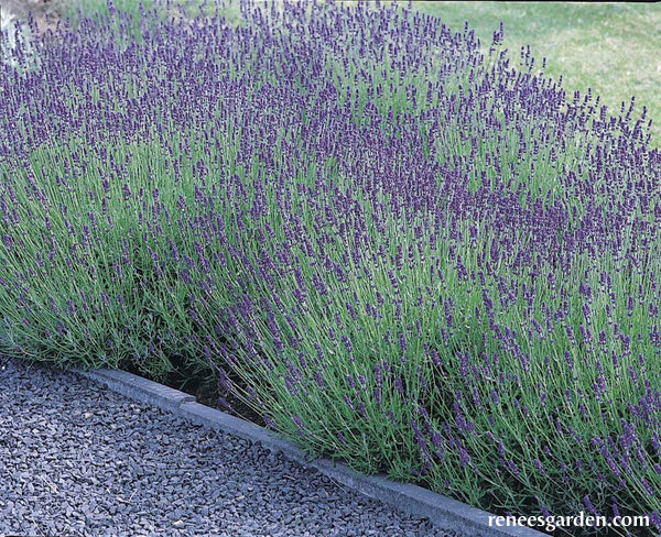 Scented Herbs - Lavender Hidcote