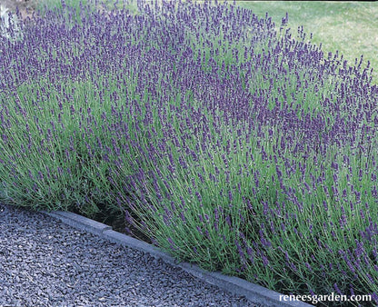Scented Herbs - Lavender Hidcote