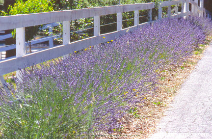 Heirloom Herbs - Munstead English Lavender