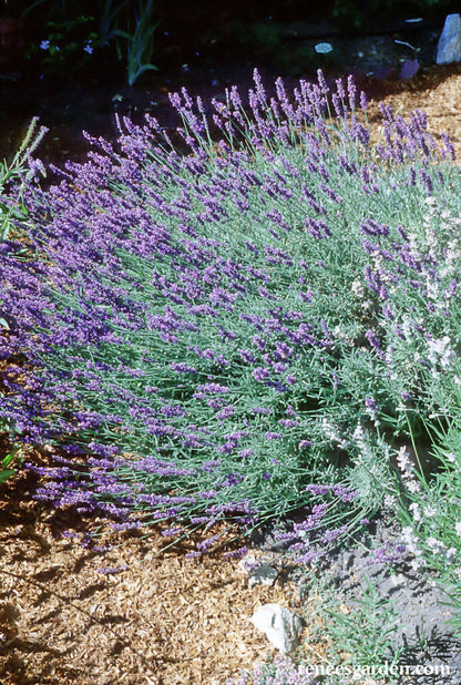 Heirloom Herbs - Munstead English Lavender