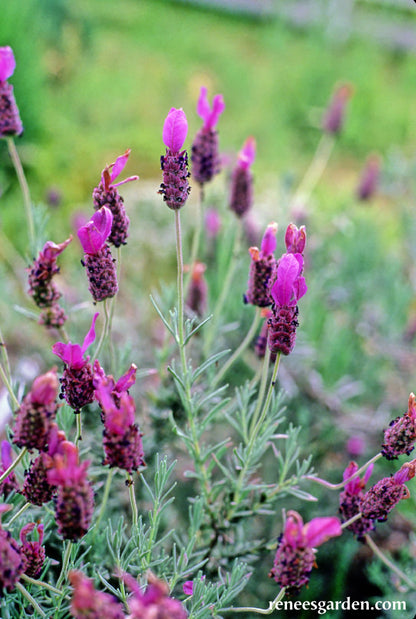 Spanish Lavender - Purple Ribbons