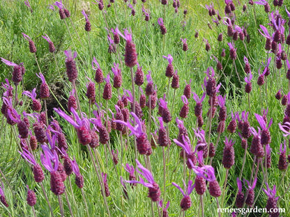 Spanish Lavender - Purple Ribbons