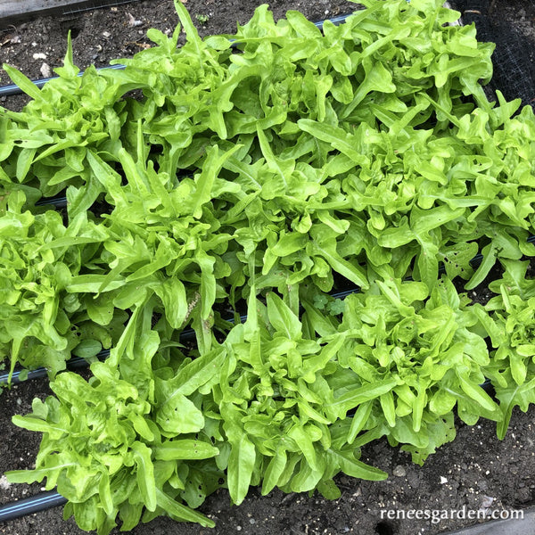 Heirloom Lettuce - Baby Oakleaf