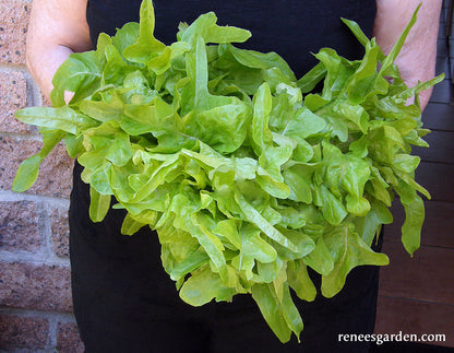 Heirloom Lettuce - Baby Oakleaf