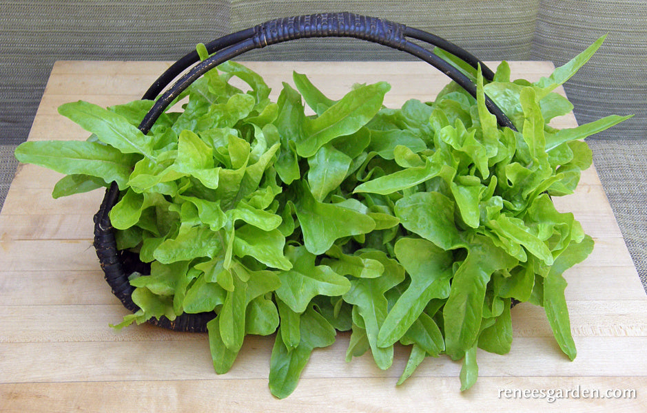 Heirloom Lettuce - Baby Oakleaf