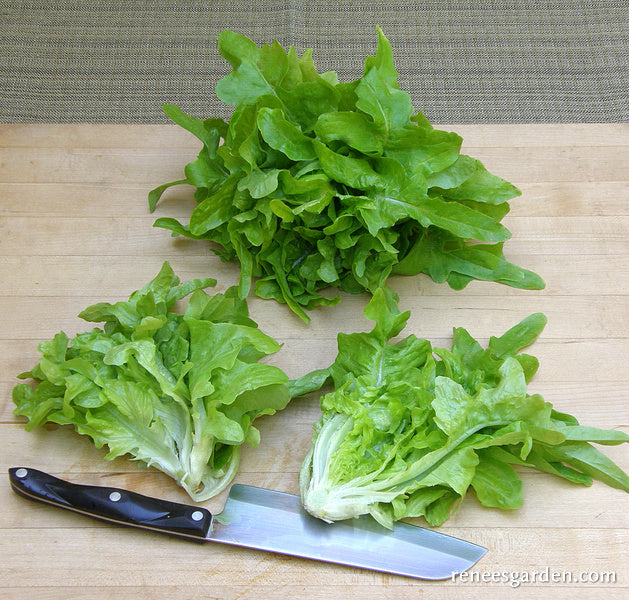 Heirloom Lettuce - Baby Oakleaf