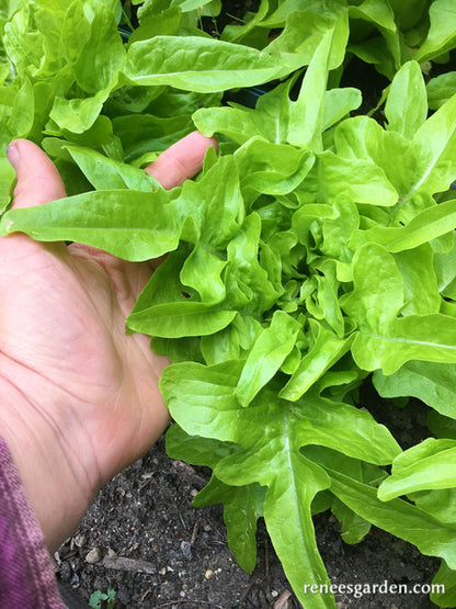 Heirloom Lettuce - Baby Oakleaf