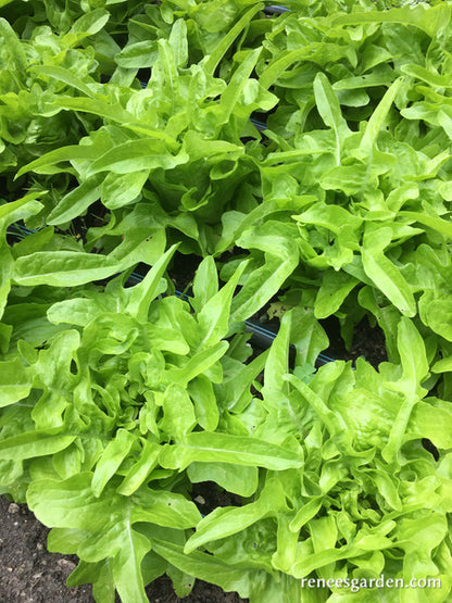 Heirloom Lettuce - Baby Oakleaf