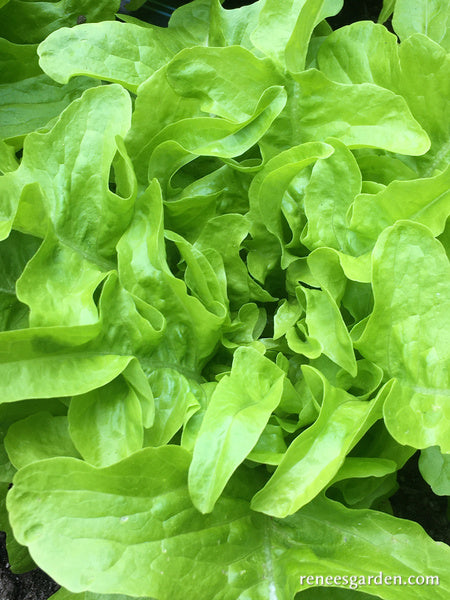Heirloom Lettuce - Baby Oakleaf