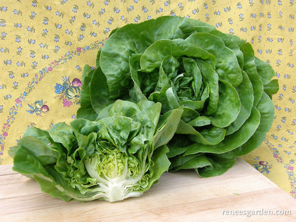 Butterhead Lettuce - Rhapsody