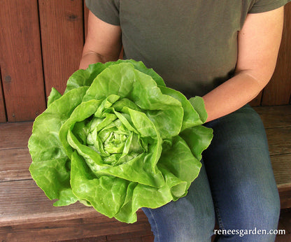 Butterhead Lettuce - Rhapsody