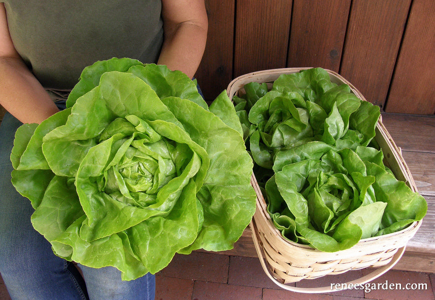 Butterhead Lettuce - Rhapsody