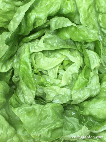 Butterhead Lettuce - Rhapsody