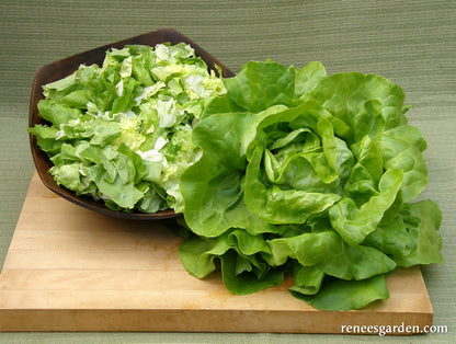Butterhead Lettuce - Rhapsody