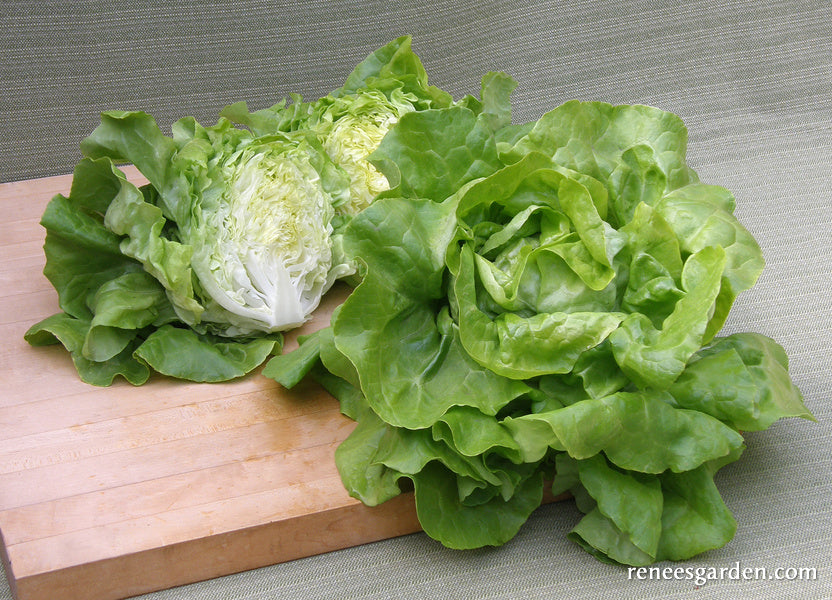 Butterhead Lettuce - Rhapsody