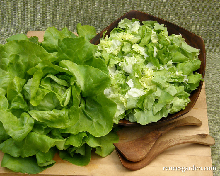 Butterhead Lettuce - Rhapsody