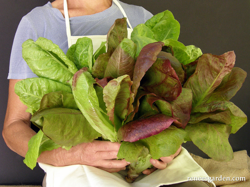 Green & Red Romaines - Renee's Caesar Duo