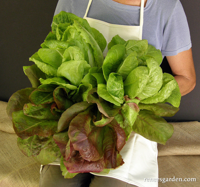 Green & Red Romaines - Renee's Caesar Duo