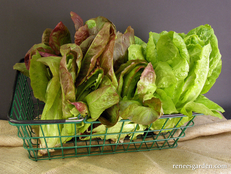 Green & Red Romaines - Renee's Caesar Duo