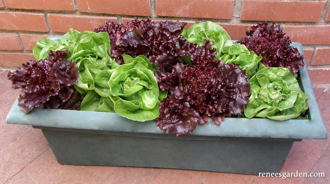 Container Lettuce - Ruby & Emerald Duet