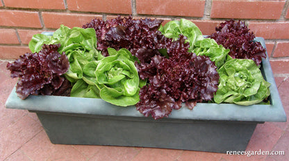Container Lettuce - Ruby & Emerald Duet