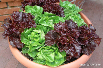 Container Lettuce - Ruby & Emerald Duet