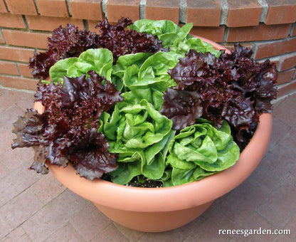 Container Lettuce - Ruby & Emerald Duet