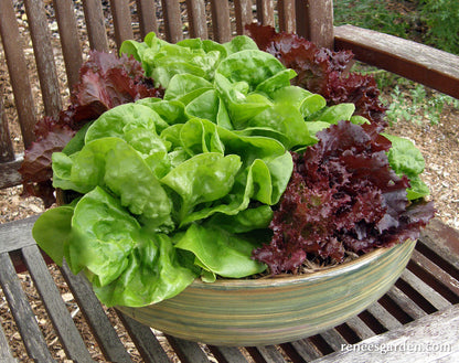 Container Lettuce - Ruby & Emerald Duet