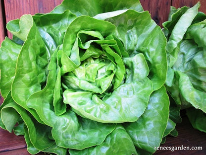Gourmet Bibb Lettuce - Matilda Organic