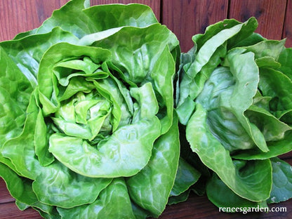 Gourmet Bibb Lettuce - Matilda Organic