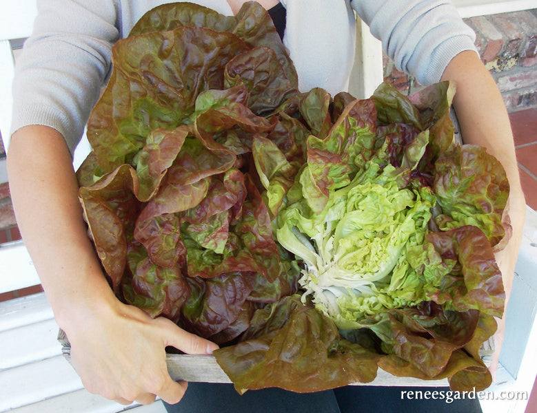 Heirloom Lettuce - Merveille De Quatre Saisons