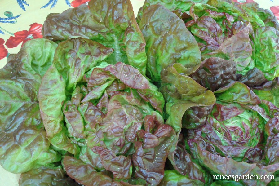 Heirloom Lettuce - Merveille De Quatre Saisons