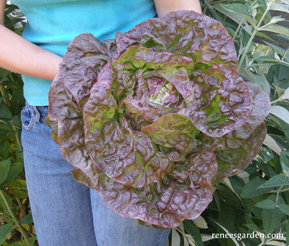 Heirloom Lettuce - Merveille De Quatre Saisons