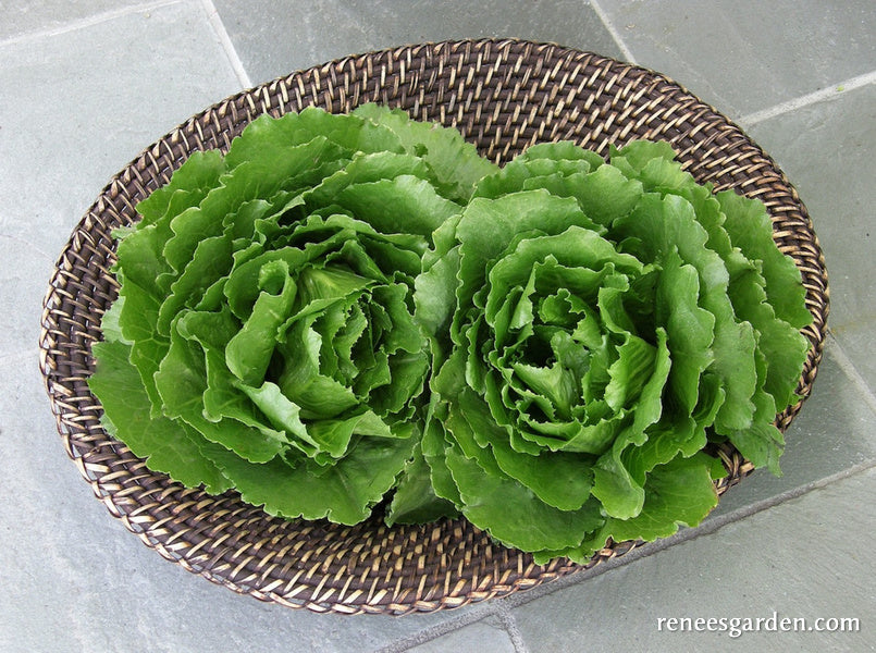 Crisphead Lettuce - Queen of Crunch