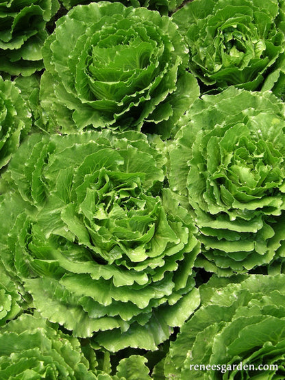 Crisphead Lettuce - Queen of Crunch