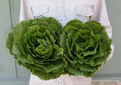 Crisphead Lettuce - Queen of Crunch