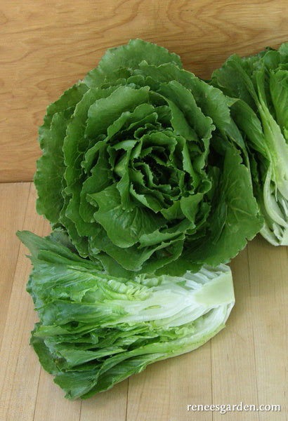 Crisphead Lettuce - Queen of Crunch
