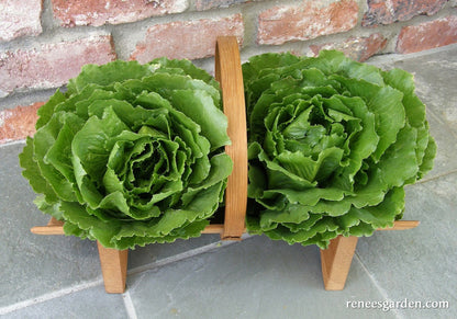 Crisphead Lettuce - Queen of Crunch