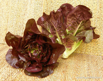 Baby Romaine Lettuce - Ruby Gem